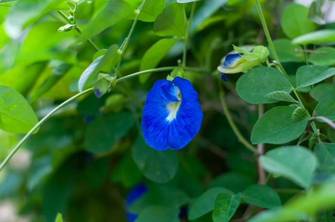 a blue flower that is growing on a plant